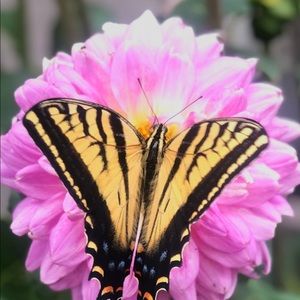 Meet your Posher, Aubrey